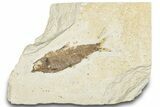 Bargain, Fossil Fish (Knightia) - Wyoming #318370-1